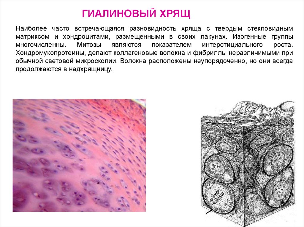 Гиалиновый хрящ нарисовать