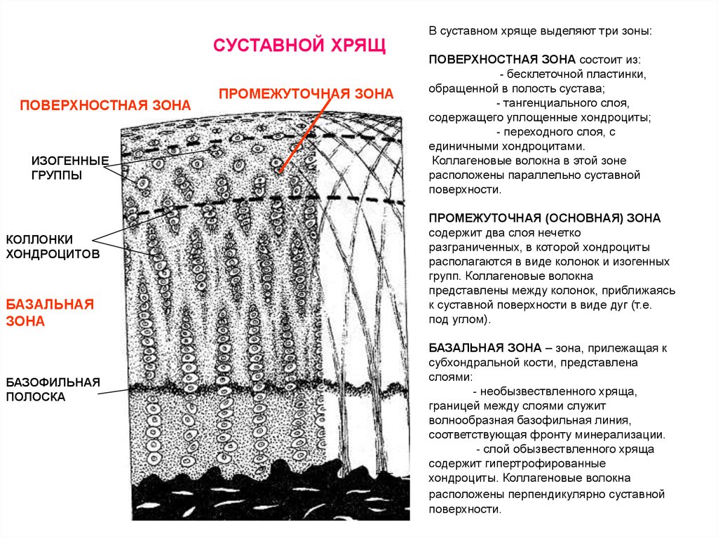 Зона поверхности. Зоны суставного хряща. Слои суставного хряща. Зоны суставного хряща гистология. Поверхностная зона суставного хряща.