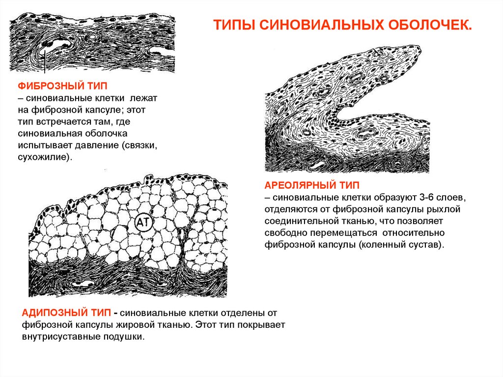 Строение фиброзной оболочки. Строение синовиальной оболочки. Синовиальная оболочка гистология. Ворсины синовиальной оболочки.