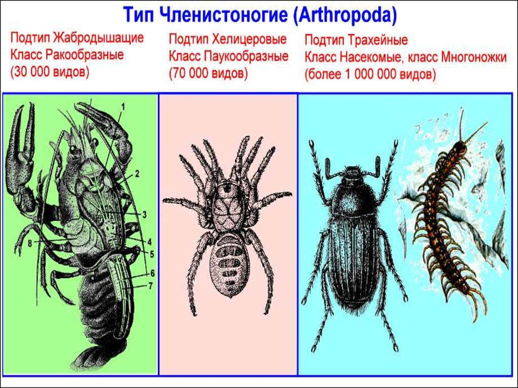 Классификация типа членистоногие. Членистоногие ракообразные паукообразные насекомые. Представители типа членистоногих. Тип Членистоногие Arthropoda. Тип Членистоногие представители.
