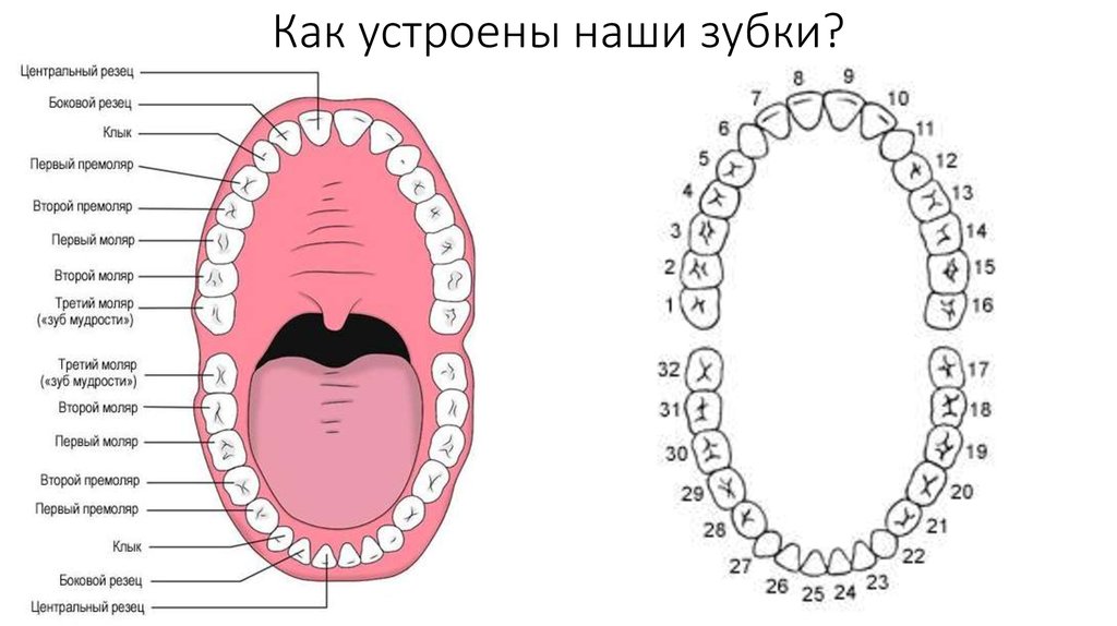 Названия зубов человека. Строение челюсти и название зубов. Схема зубов в ротовой полости. Строение зубов нумерация. Третий зуб снизу как называется.