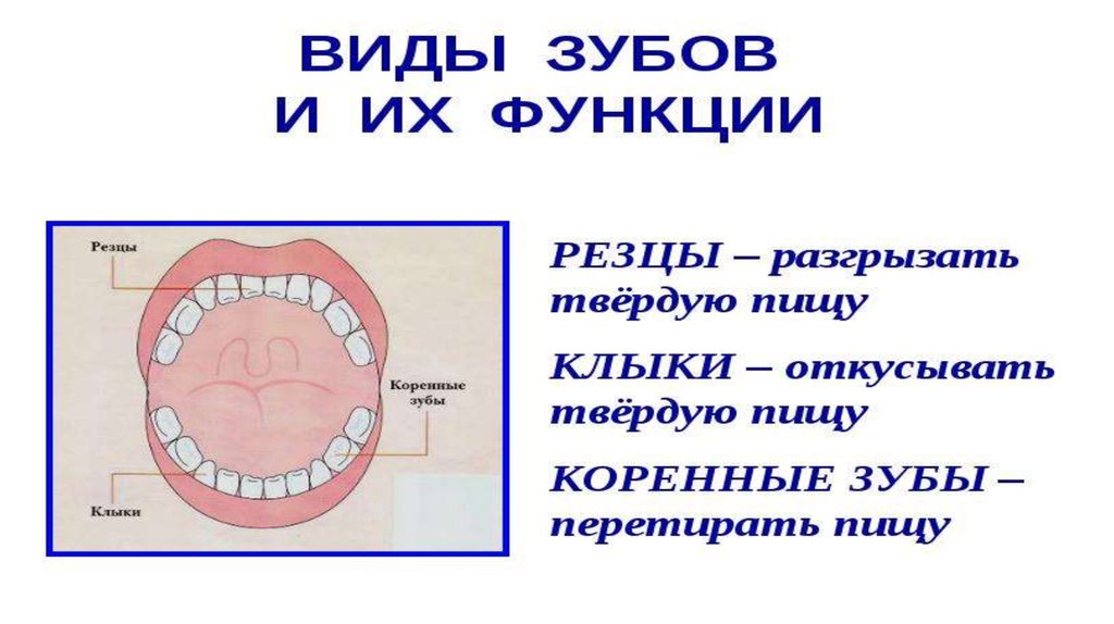 Проект на тему зубы 8 класс