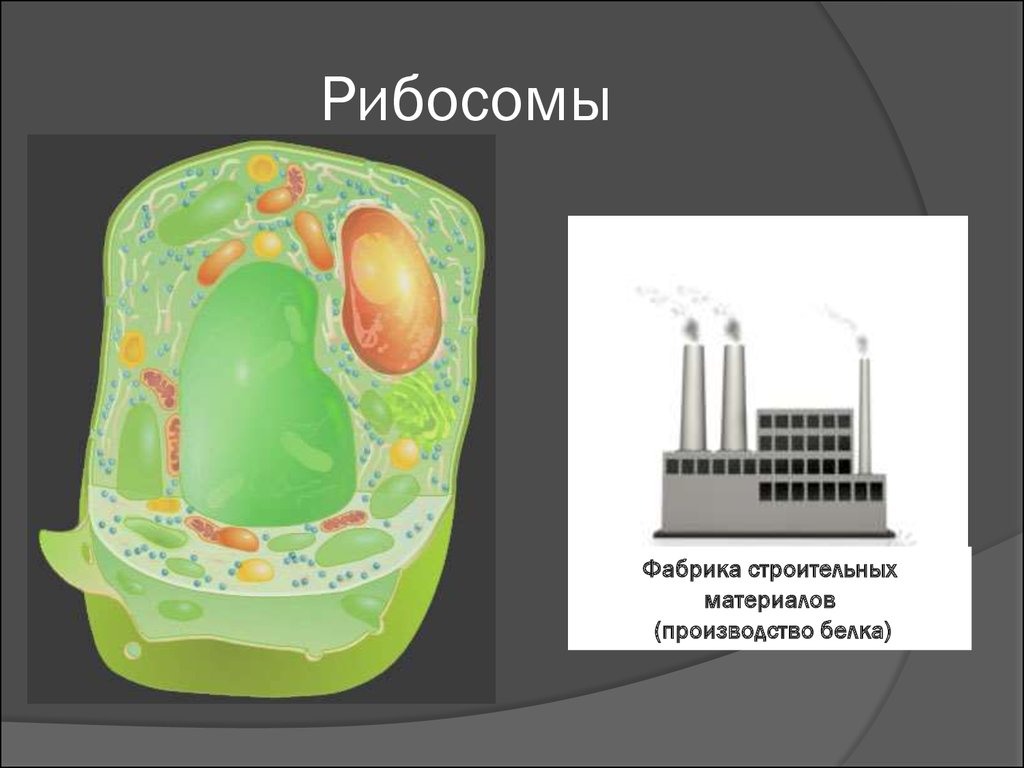 Рибосомы растительной и животной