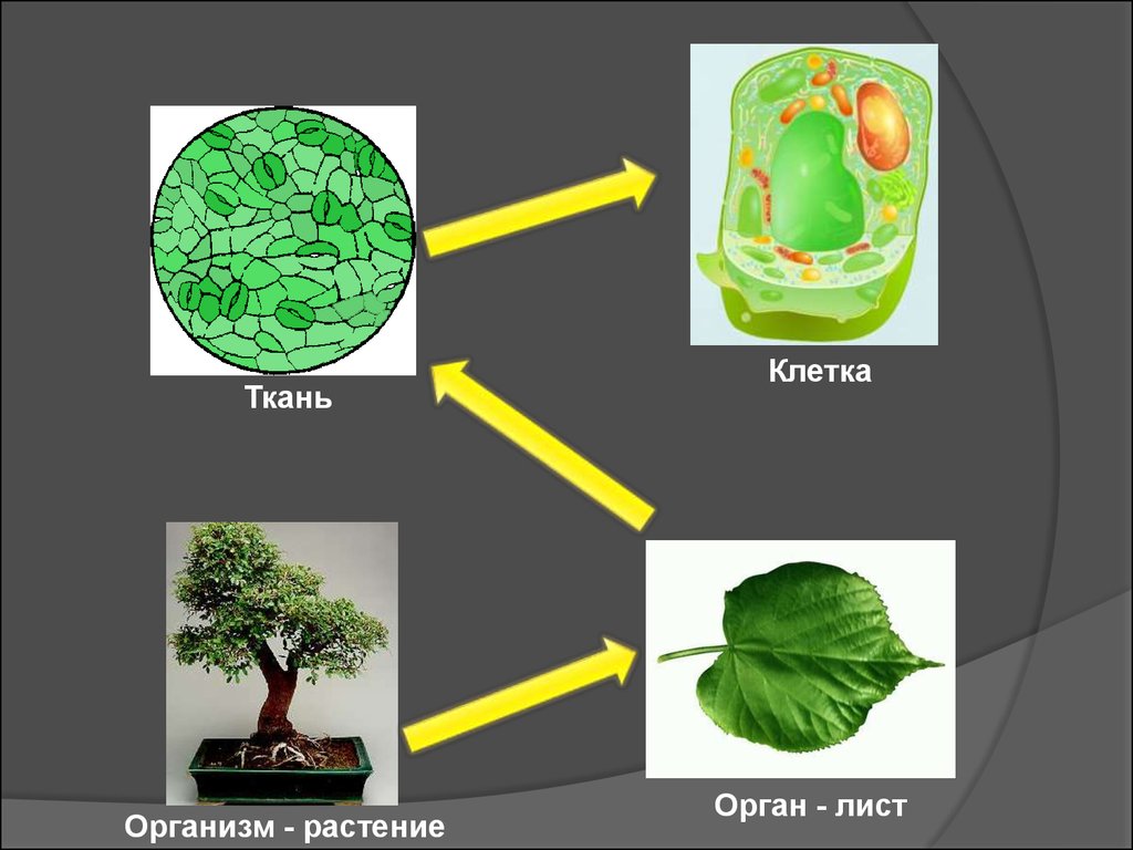 Клетки ткани органы растений