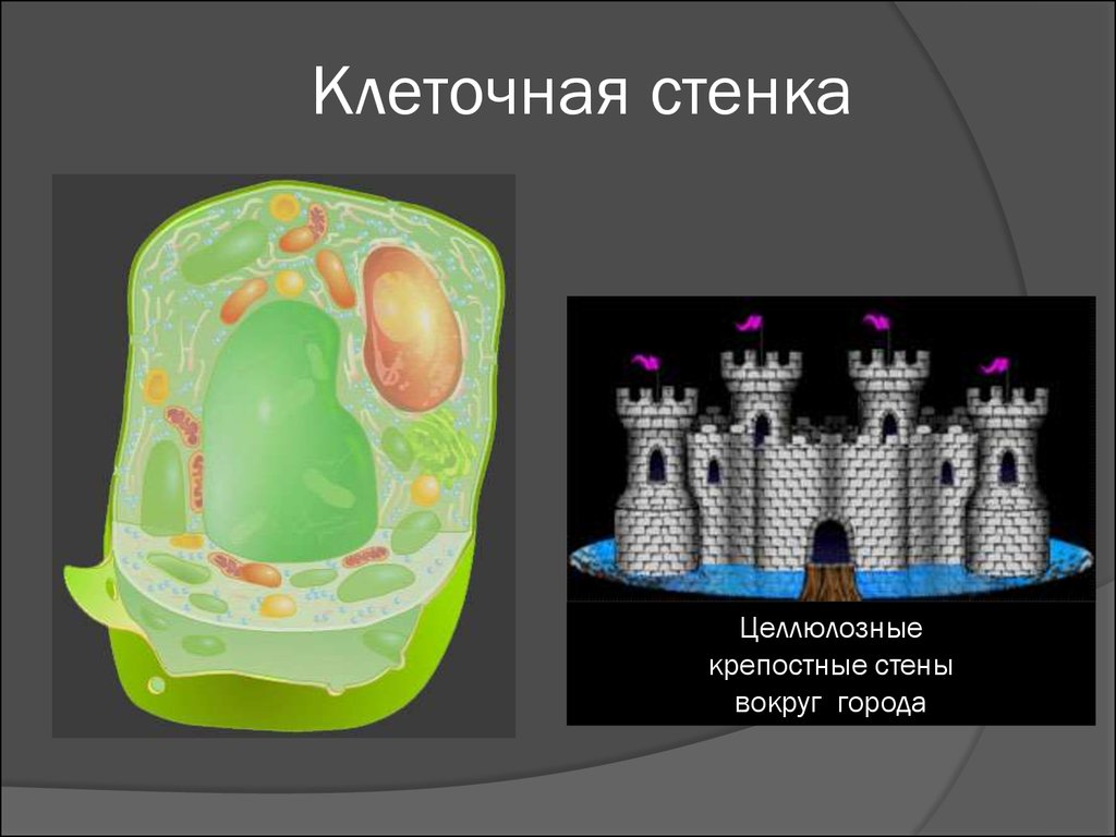 Клеточная стенка клетки растений. Клеточная стенка клетки. Стенка растительной клетки. Клеточная стенка рисунок. Целлюлозная оболочка клетки.