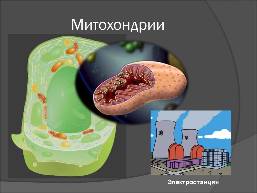 Митохондрии это. Митохондрии растительной клетки. Модель митохондрии. Митохондрии в клетке растений. Митохондрия это электростанция клетки.