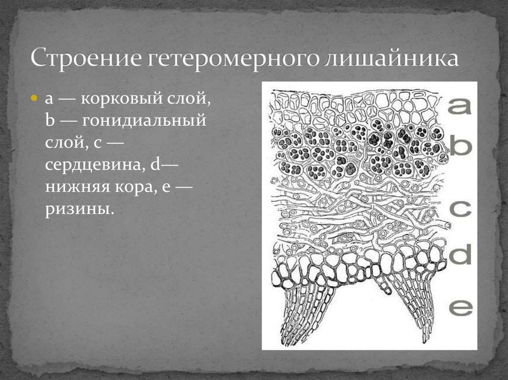 Корковые лишайники рисунок