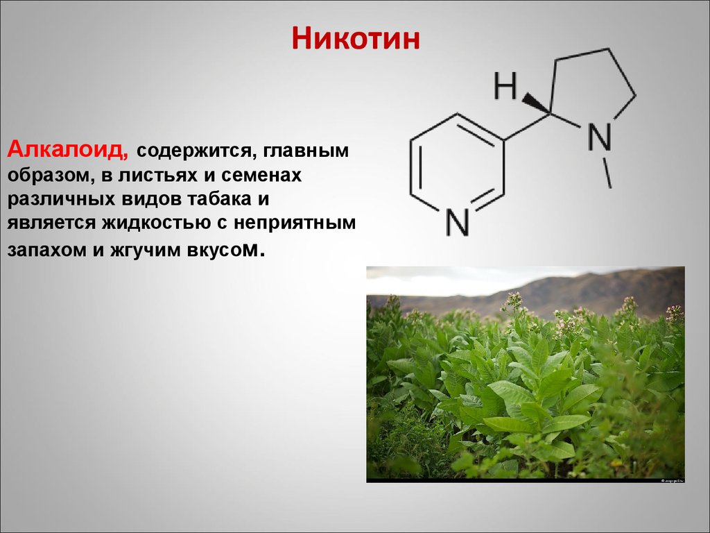 Свойства никотина. Алкалоид никотин. Алкалоид табака никотин. Алкалоиды химия. Виды алкалоидов.