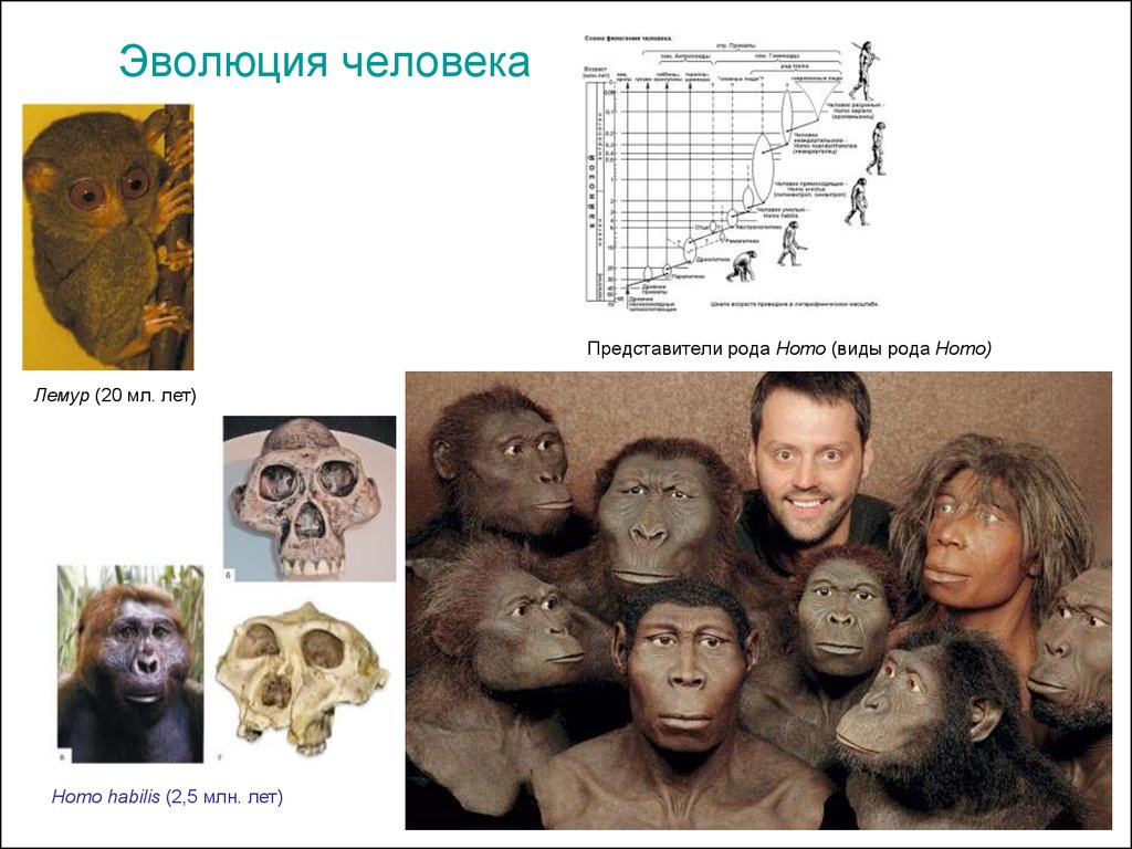 Первые представители рода человек. Представители рода homo. Эволюция человеческого рода. Виды людей Эволюция. Эволюция homo.