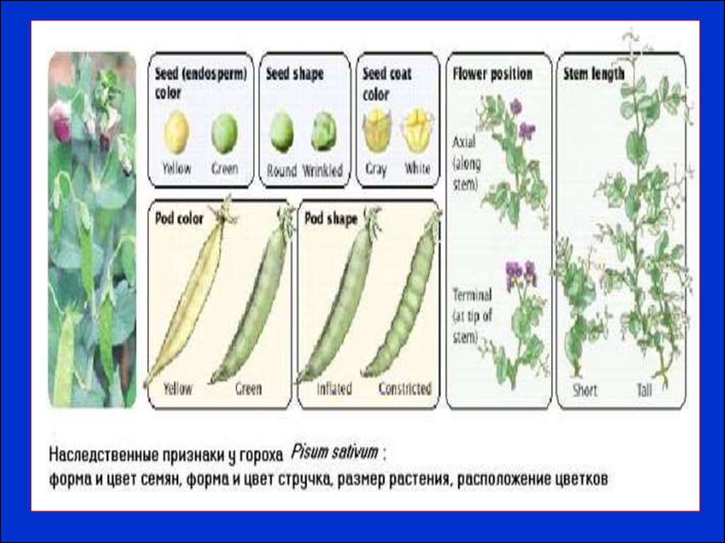 Пазушное расположение цветков у гороха. Наследственные признаки семян гороха посевного. Наследственные признаки гороха. Наследственные признаки гороха посевного. Наследственные признаки гороха пассивного.