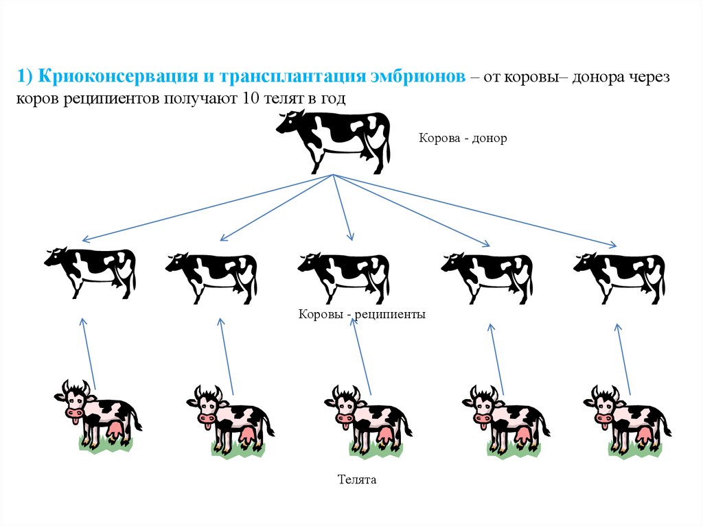 Заполните схему крупный рогатый скот хозяйственные группы