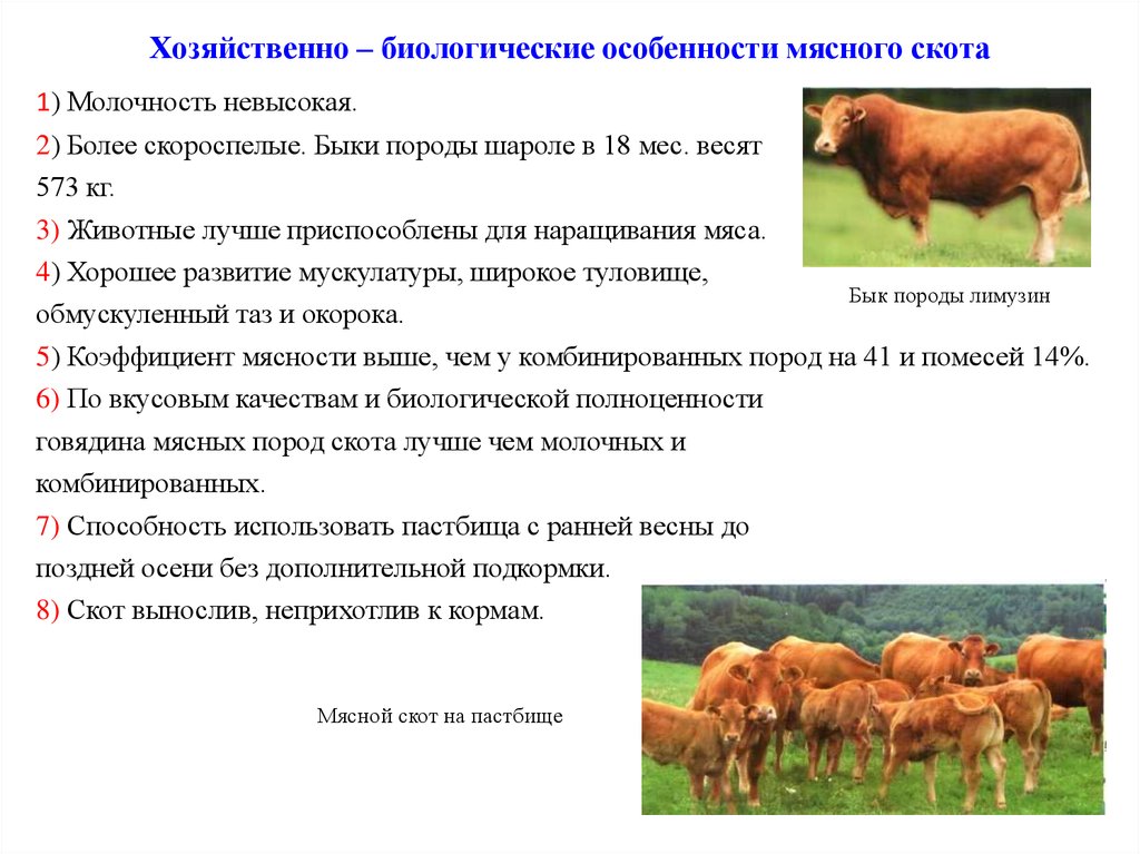 Крс расшифровка. Хозяйственно-биологические особенности молочного скота. Характер размножения крупного рогатого скота. Биологические и хозяйственные особенности крупного рогатого скота. Характеристика разведения крупного рогатого скота.