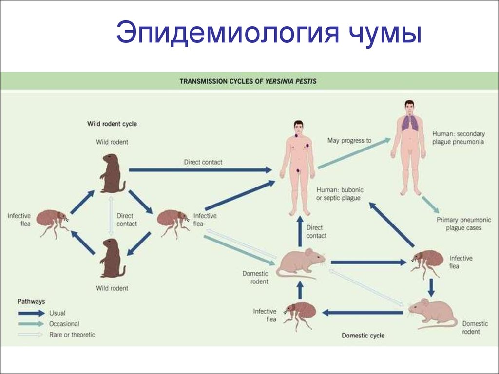 Чума факторы