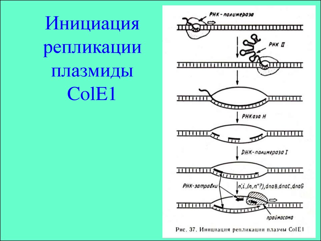 Инициация днк. Инициация репликации ДНК схема. Плазмиды cole1. Репликация линейной ДНК. Репликация ДНК плазмиды.