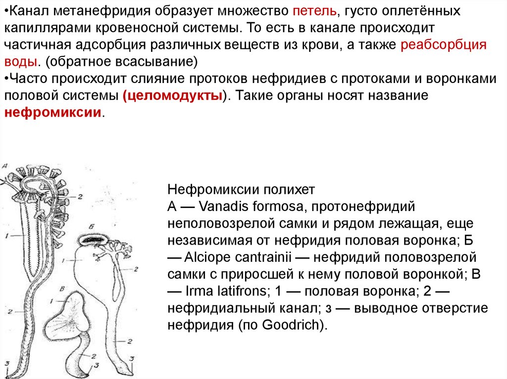 Метанефридии. Метанефридии строение. Развитие полихет. Метанефридии функции. Выделительная система полихет.