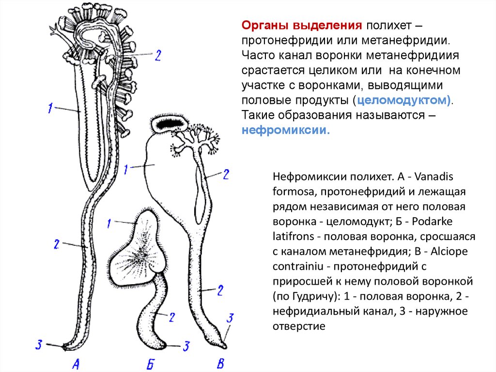 Протонефридии характерны для