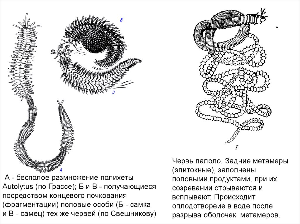 Почкование червей. Полихеты черви строение. Размножение многощетинковых червей схема. Размножение кольчатых червей. Вегетативное размножение кольчатых червей.