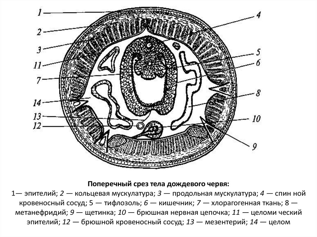 Схема поперечного среза семени