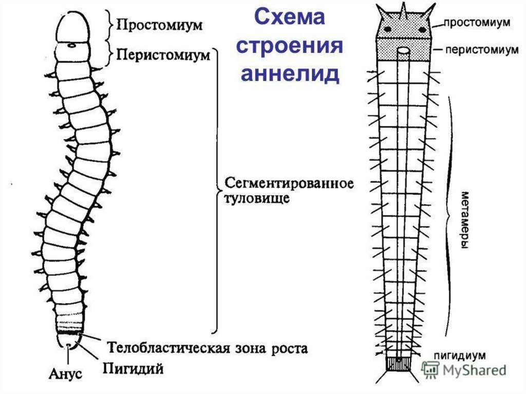 Сегмент дождевого червя. Внешнее строение дождевого червя. Нереида червь строение. Схема внешнего строения дождевого червя. Строение кольчатых червей.