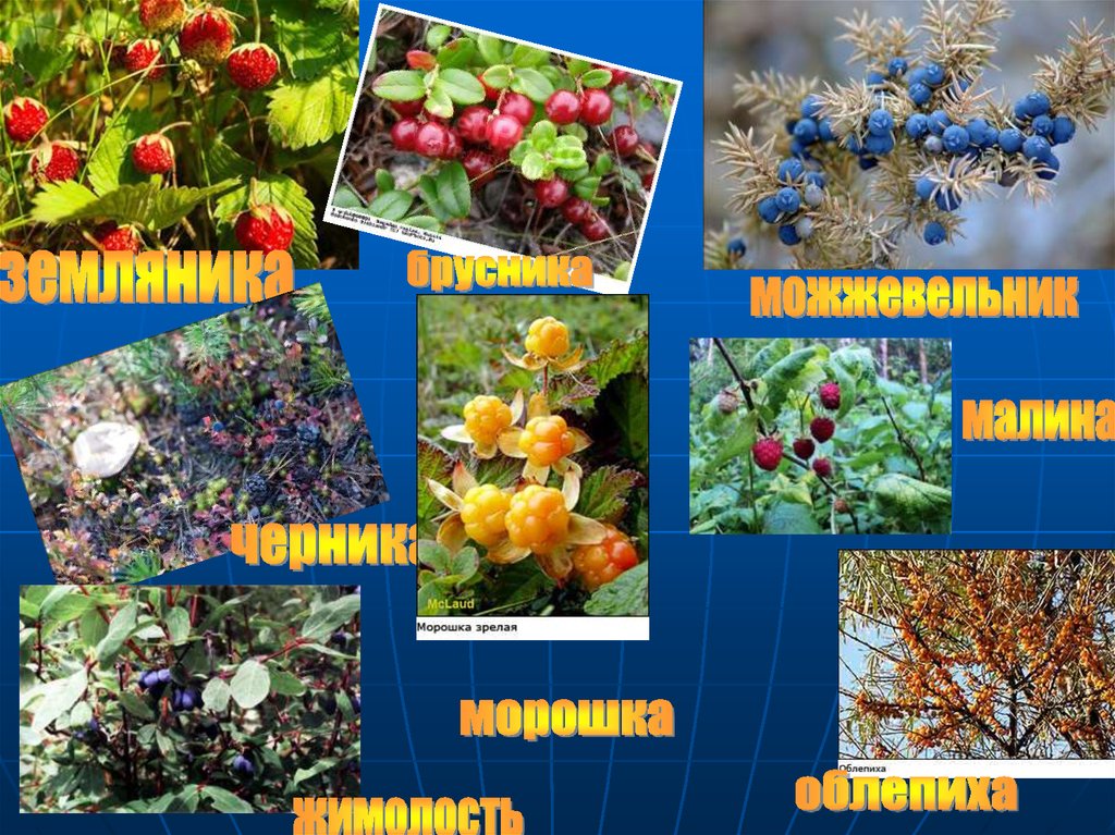 Растения тайги 5 класс биология. Зона тайги растительность. Растительный мир тайги в России. Растения растущие в тайге. Растения которые растут в тайге.