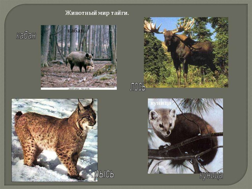 Животные зоны хвойных лесов. Животный мир тайги. Животный мир таежной зоны. Животный мир тайги в России. Звери обитающие в тайге.