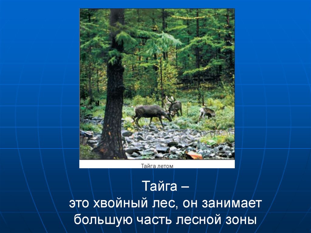 Для природной зоны тайги характерны. Природное сообщество Тайга. Природное сообщество хвойные леса тайги. Описание тайги. Название сообщества тайги.