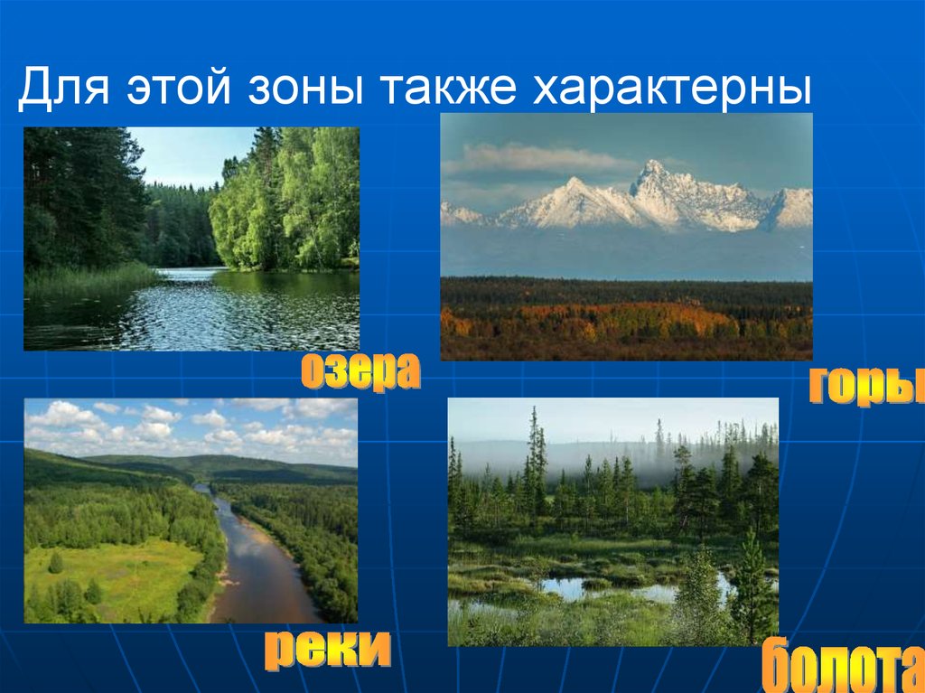 Тайга окружающий мир. Природное сообщество Тайга. Природное сообщество Тайга 4 класс. Природное сообщество Тайга 3 класс. Таежное сообщество.