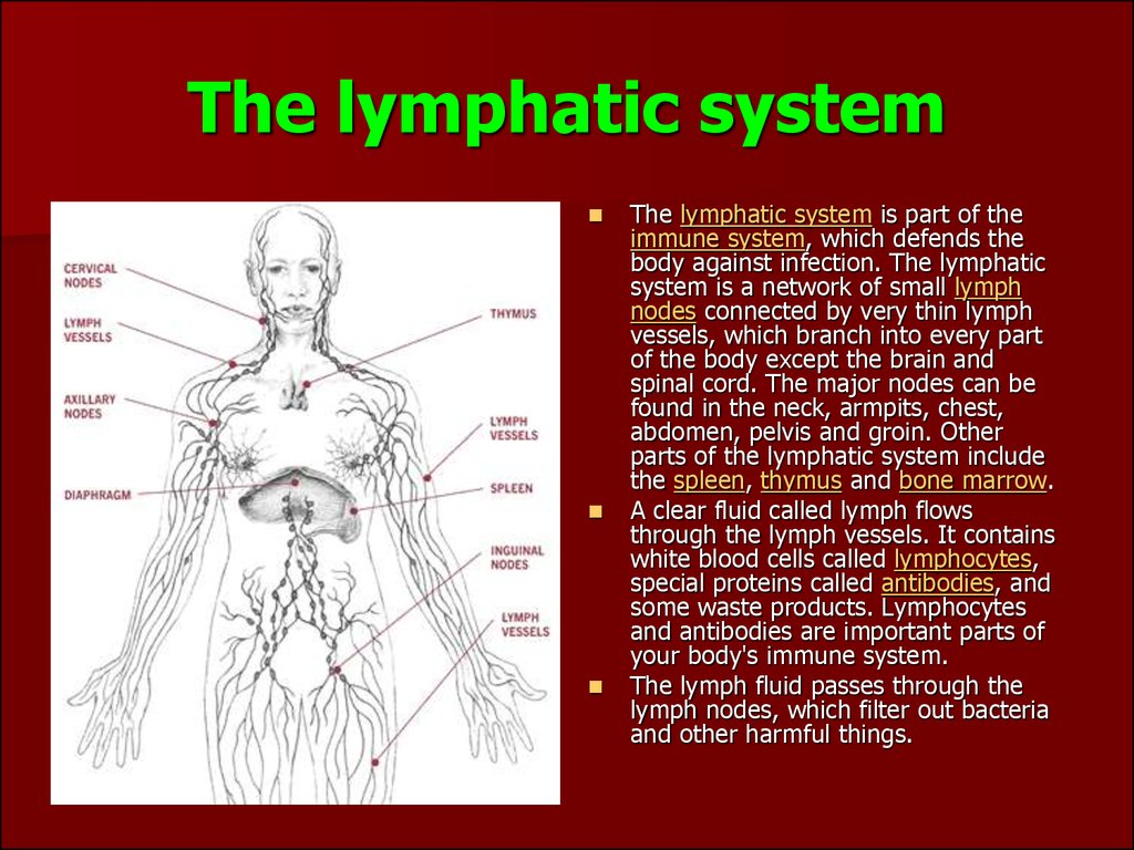 Malignant Lymphomas - презентация онлайн