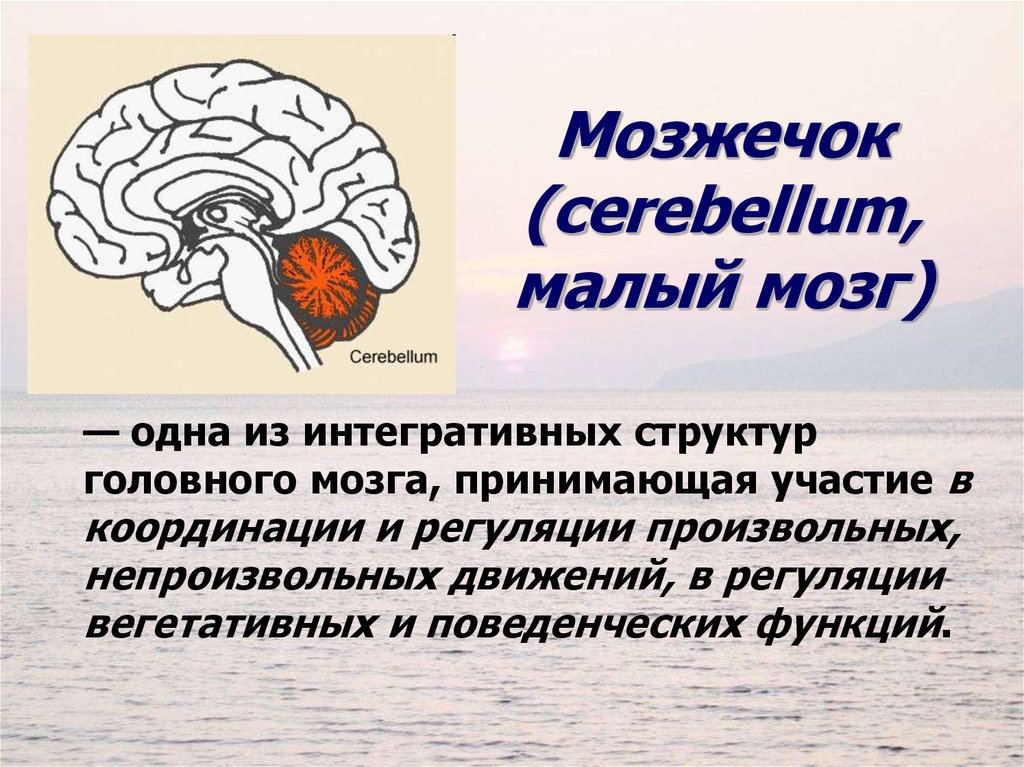 Центр координации движений находится в каком мозге. Строение головного мозга человека мозжечок. Мозжечок – центр координации движений.. Отдел мозга координирующий движения. Вегетативные функции мозжечка.
