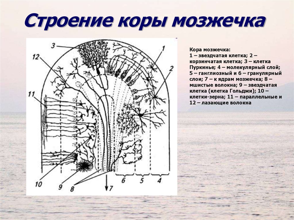 Структура коры