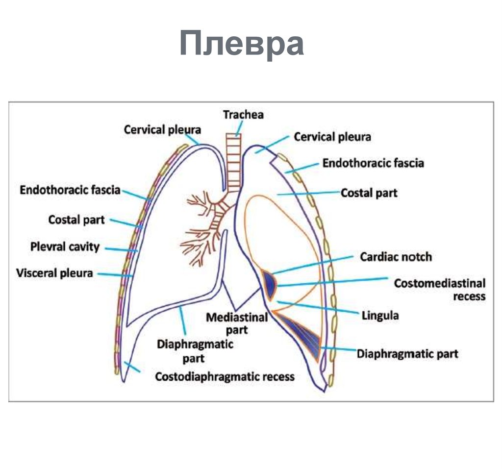 Висцеральная плевра