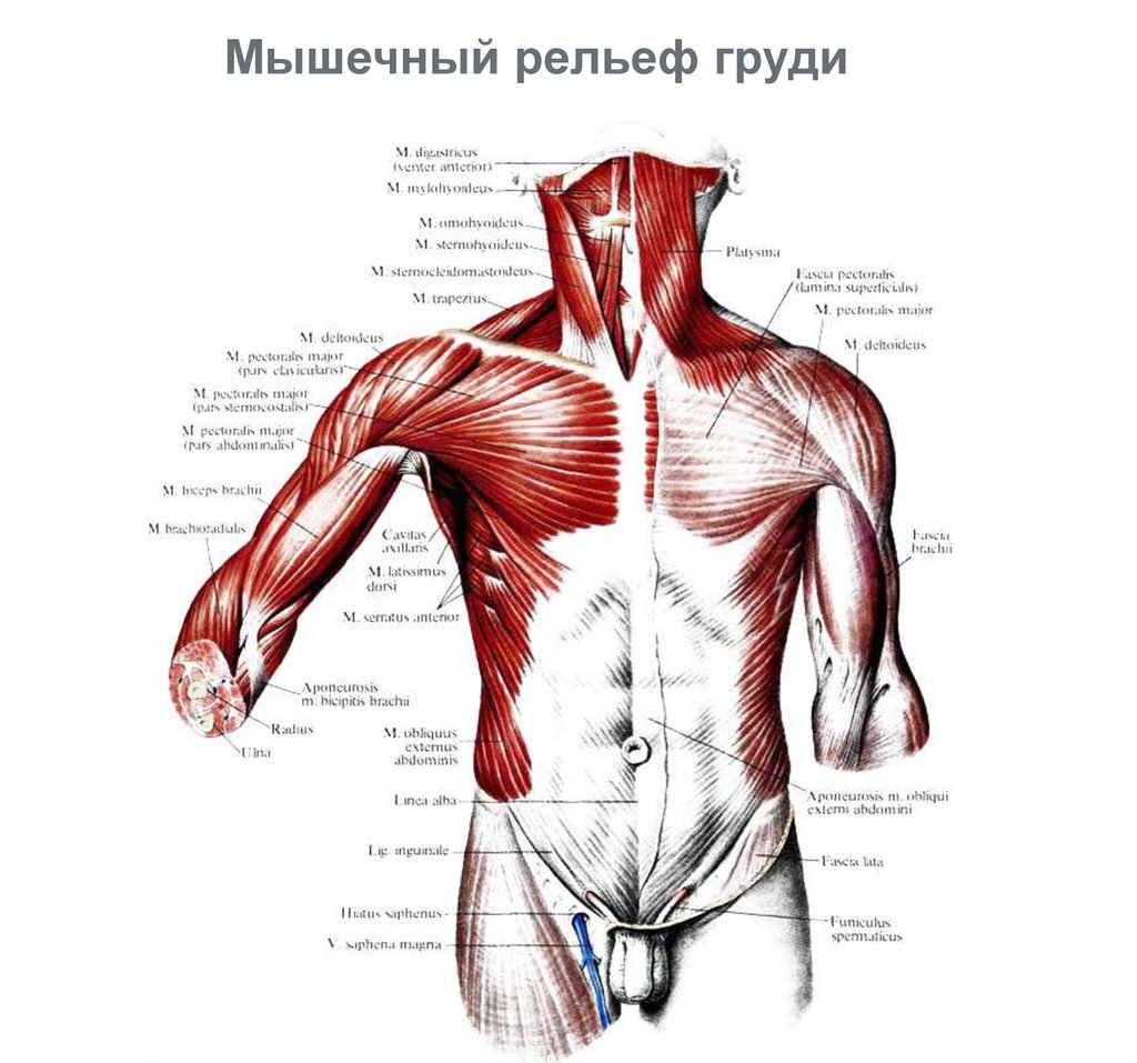 Область между. Поверхностные мышцы и фасции груди. Мышцы и фасции груди и живота. Мышцы туловища груди и живота. Поверхностные мышцы грудины и живота.