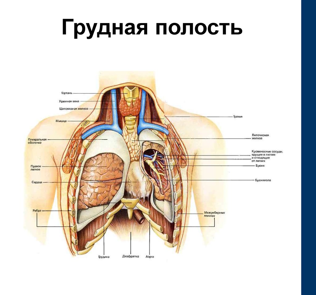 Грудной орган. Анатомия грудной клетки человека с органами. Грудная клетка человека строение с органами спереди. Строение внутренних органов грудной клетки. Внутреннее строение грудной клетки.