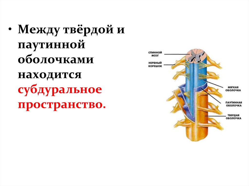 Является продолжением спинного мозга состоит