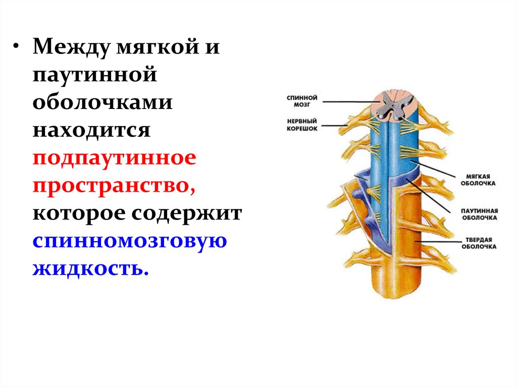 Физиология спинного мозга презентация