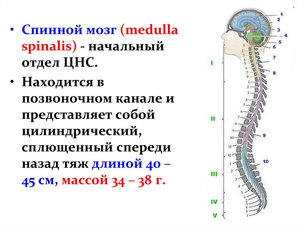 Представляет собой эластичный тяж. Спинной мозг в позвоночном канале ЦНС. Центральная НС отделы спинного мозга. Спинной мозг представляет собой тяж длиной. Спинной мозг Medulla spinalis.