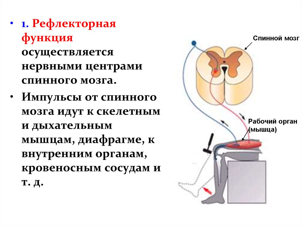 Последовательность спинномозгового рефлекса. Спинной мозг анатомия и физиология. Что относится к рефлекторной функции спинного мозга. Высокочастотная стимуляция спинного мозга.