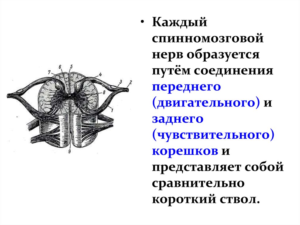 Принцип образования спинномозгового нерва схема