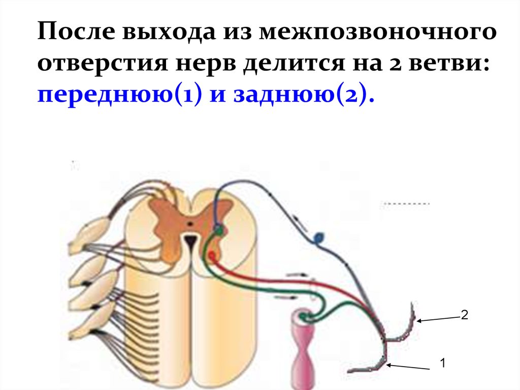 Образование спинномозгового нерва. Ветви спинномозгового нерва. Спинномозговой нерв делится на. Спинномозговое отверстие. Спинномозговой нерв делится на ветви.