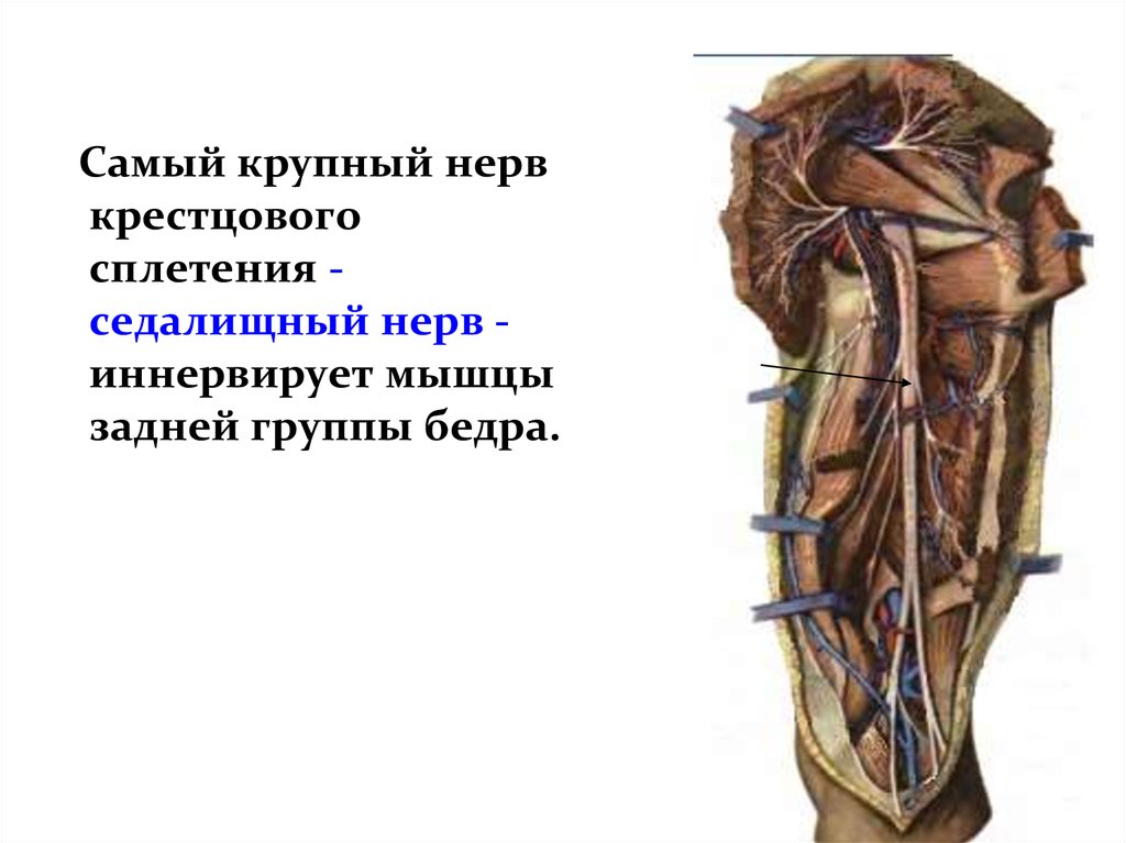 Мышцы передней группы бедра иннервирует