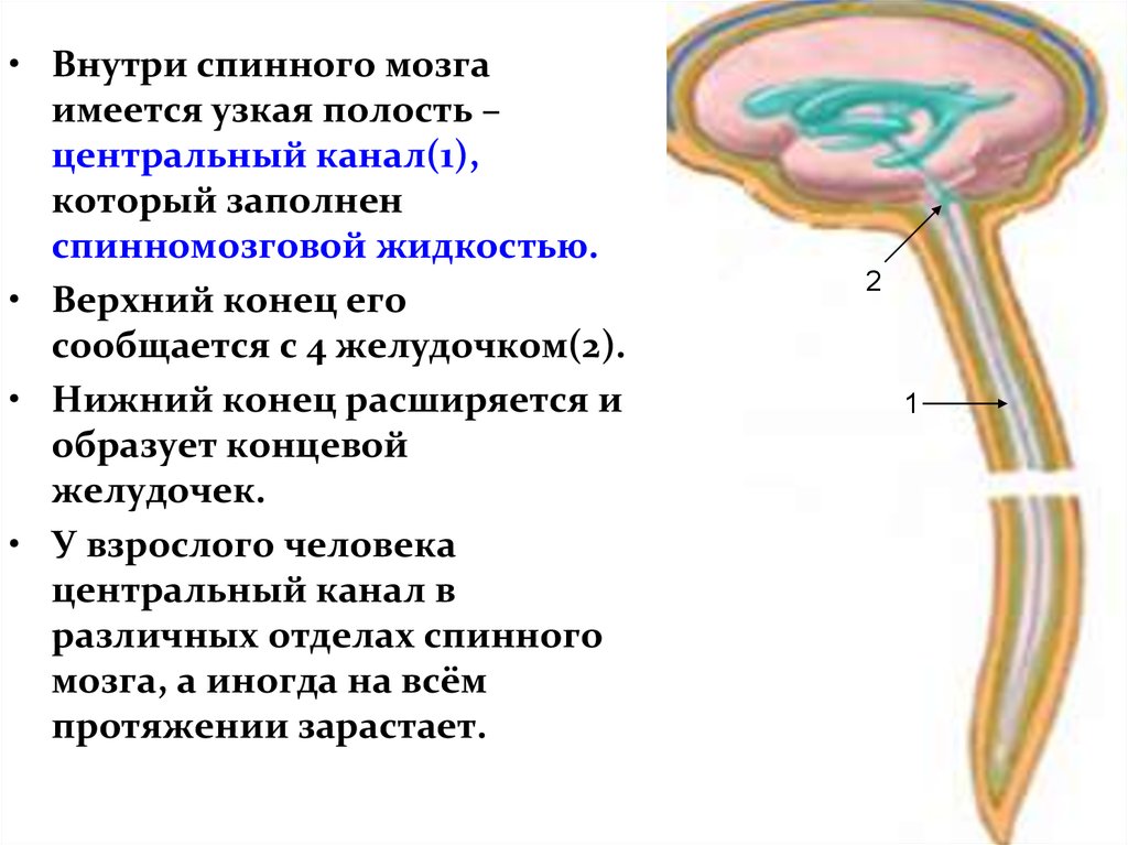 Полости мозга заполнены. Центральный канал спинного мозга заполнен. Центральный канал спинного мозга размер в норме. Центральный канал спинного мозга функции. Центральный спинномозговой канал.
