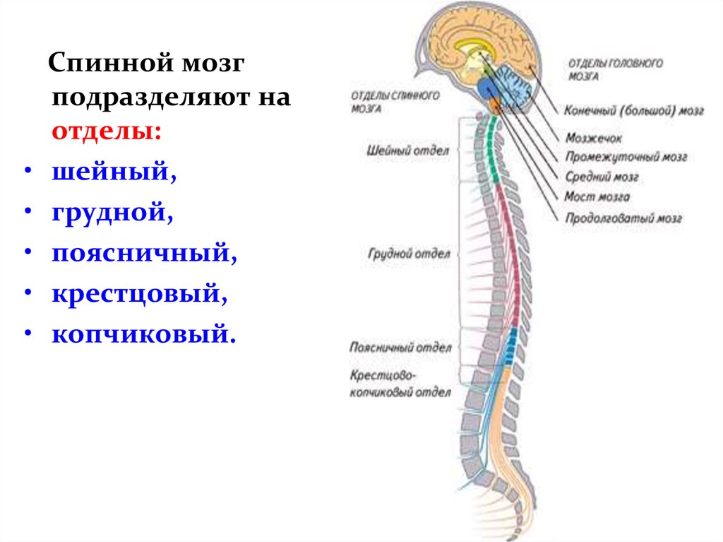 Расположение отделов спинного мозга. Шейный отдел спинного мозга строение. Структуры отдела спинного мозга. Строение спинного мозга физиология. Отделы позвоночника спинного мозга функции.
