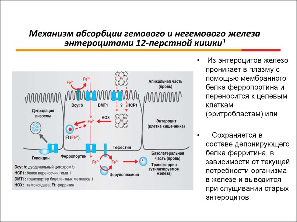 Схема усвоения и транспорта железа в организме биохимия