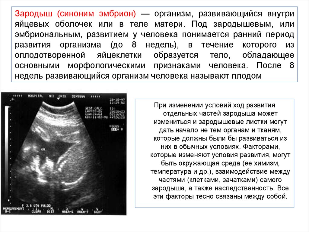 Зародыш синоним. 6 Эмбриональная неделя беременности.