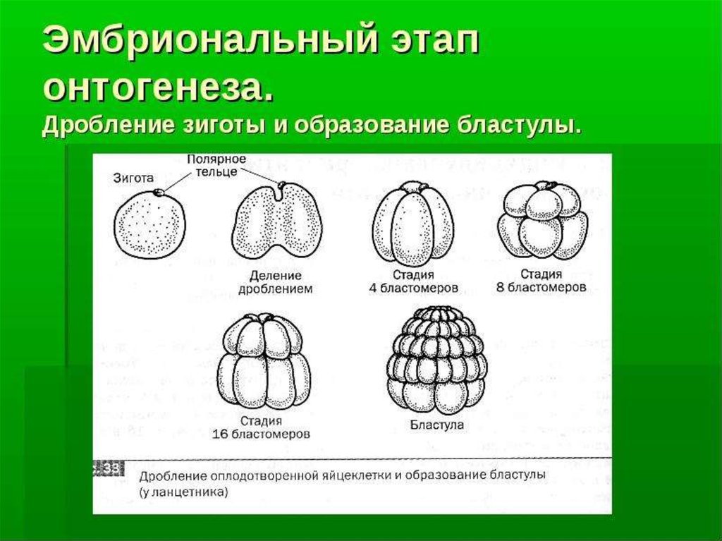 Онтогенез 3 периода