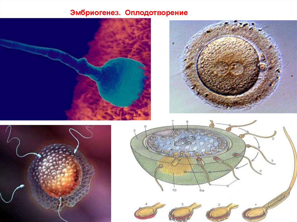 Оплодотворение 10 класс биология презентация