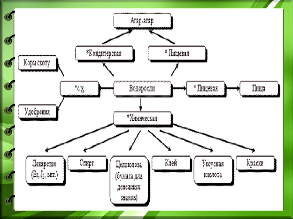 Создайте обобщенную схему значение и использование водорослей 5 класс