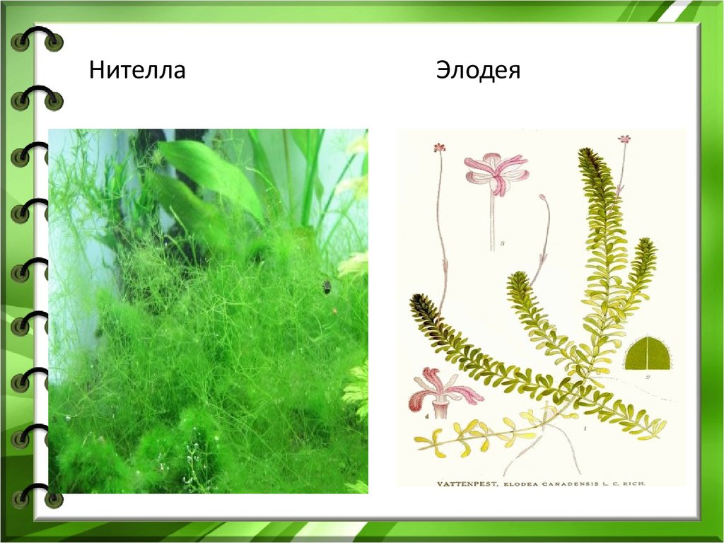 Нителла среда обитания. Нителла водоросль. Харовые водоросли Хара. Элодея аквариумное растение. Харовые водоросли нителла.