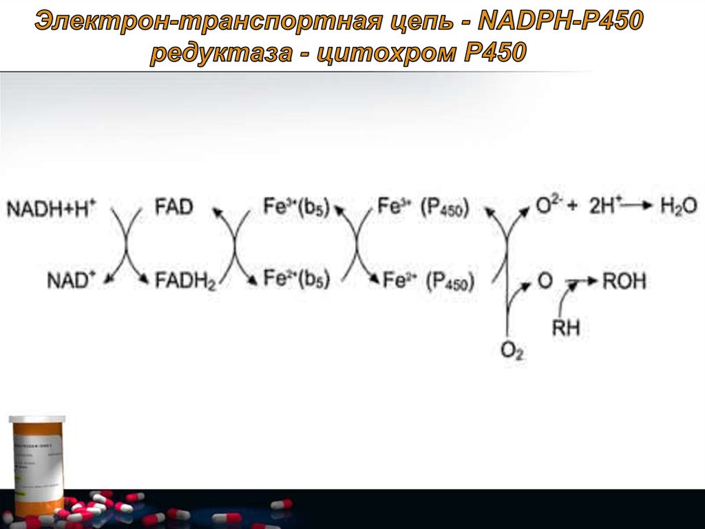 Цепь электрон. Микросомальное окисление цитохром р450. Цепь надфн2-р450 редуктаза – цитохром р450. НАДФН цитохром p450 редуктаза. НАДФН-цитохром р450-редуктаза.