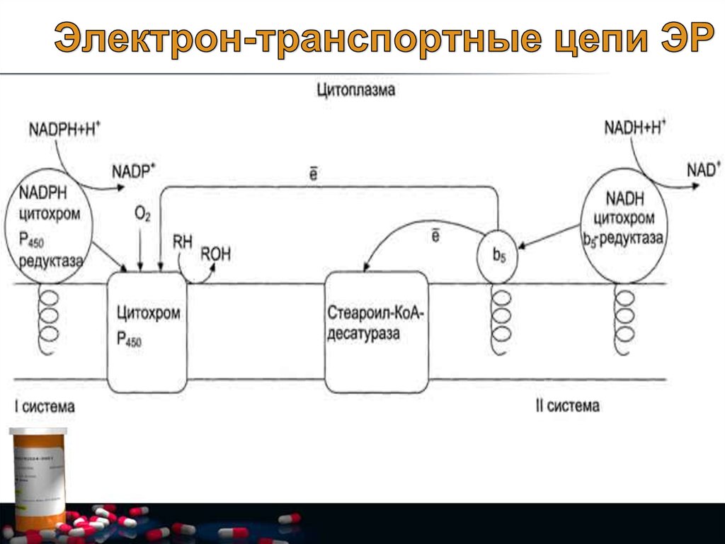 Цепь электрон. Электрон транспортной цепи микросомального окисления. Схема электрон транспортной дыхательной цепи. Электронно транспортная цепь переноса электронов. Электрон транспортная цепь клеточного дыхания.